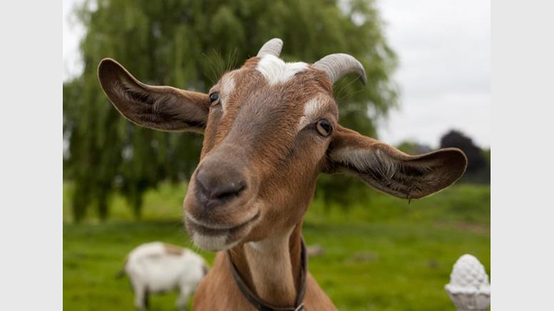 10 Really Weird Things You Can Buy For Bitcoin