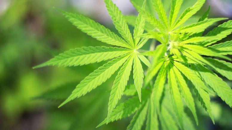 Potcoin Review - The coin to help facilitate legal cannabis transactions