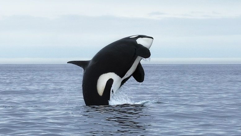 Researchers Plan 'Unstoppable' DAO to Help Whales Save Themselves
