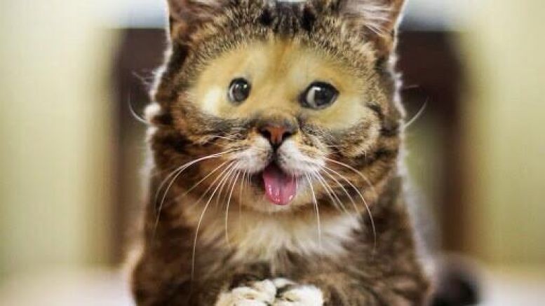 Dogecoin, Kittehcoin, and Currencies Backed by Memes