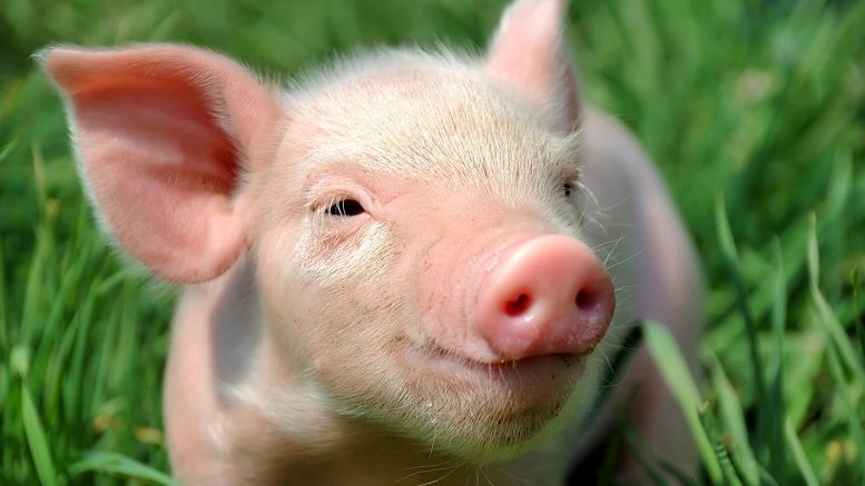 Farm Fun: The Exciting New Game That Rewards Players With Piggycoin