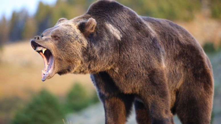 Bitcoin Price And The Bear(TM)