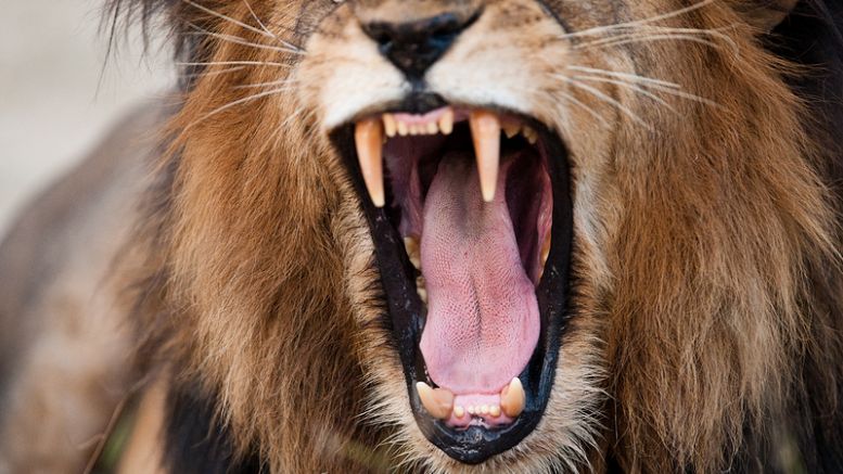 Brave Browser Finally Unleashes Bitcoin Micropayments