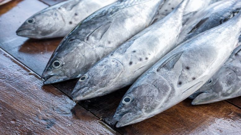 Blockchain Technology to Help Fight Slavery in the Fishing Industry