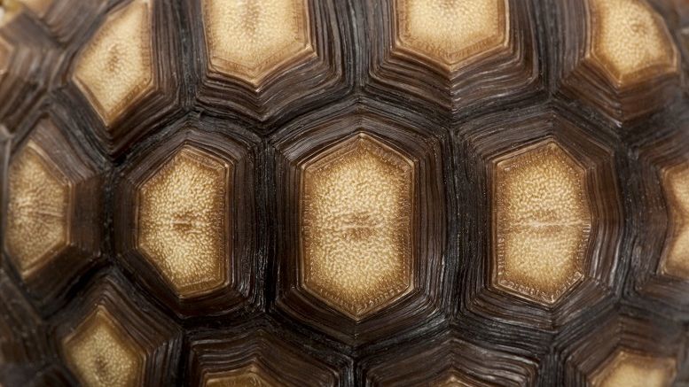 Absolute Immutability Will Slow Permissioned Blockchain Progress