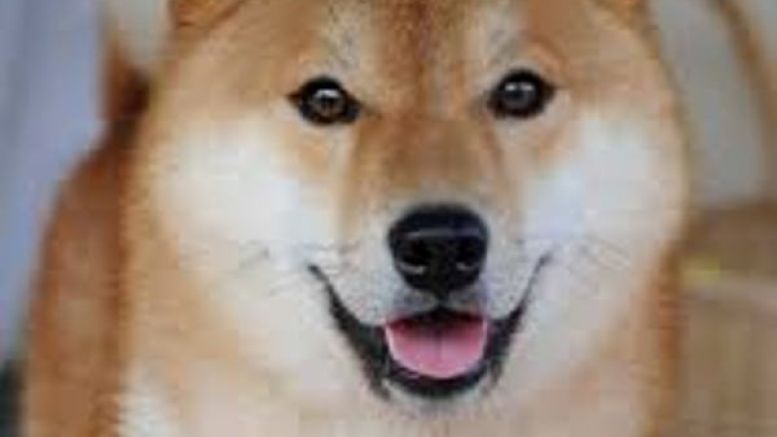 Major Attack Reported on Dogecoin Vault leads to Shutdown