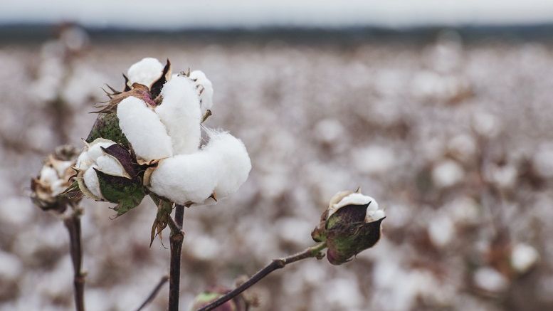 Commonwealth Bank, Wells Fargo Test Blockchain for Cotton Trade