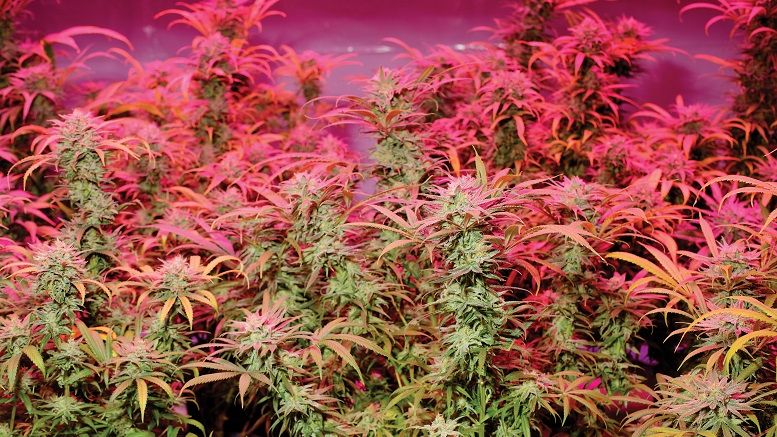A Strange High: Two Days at Denver's Crypto-Cannabis Conference