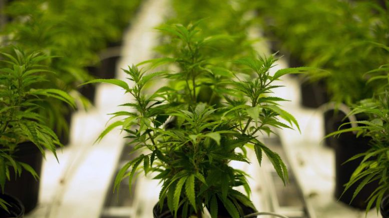 Colorado Cannabis Operations Begin Banking With Bitcoin