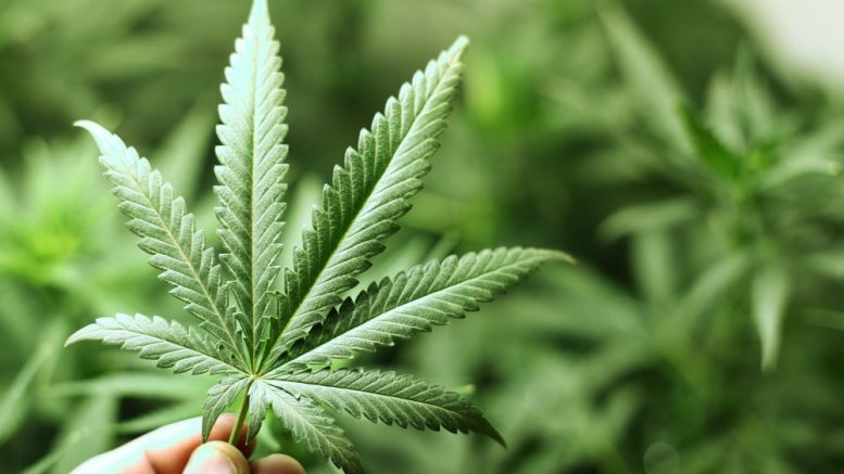 Blockchain Startups Look To Profit From Marijuana Election Results