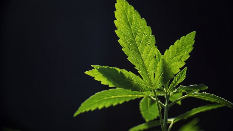Why Marijuana Growers Are Racing to Register Their Strains on the Bitcoin Blockchain