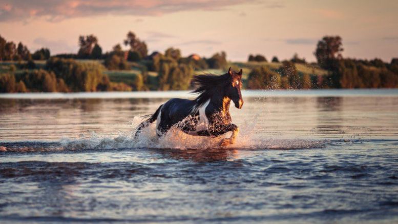 Newsflash: Bitcoin Price Gallops Beyond $450