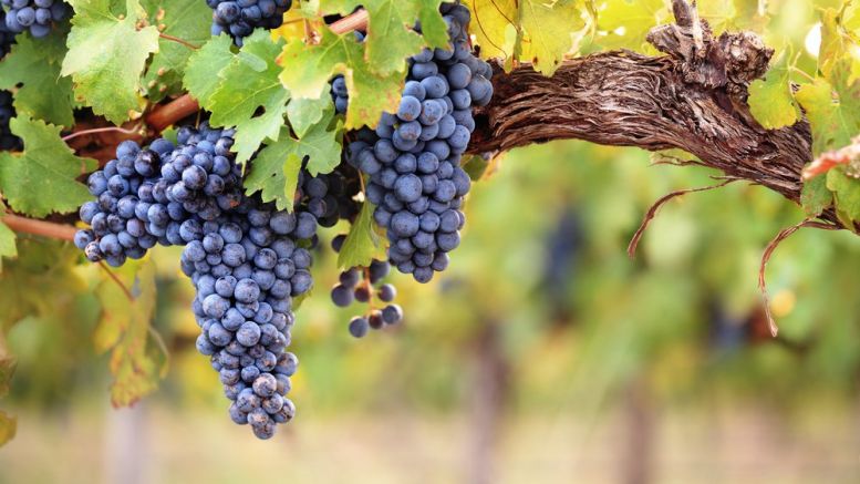 Startup Uses Blockchain to Crackdown on Wine Fraud