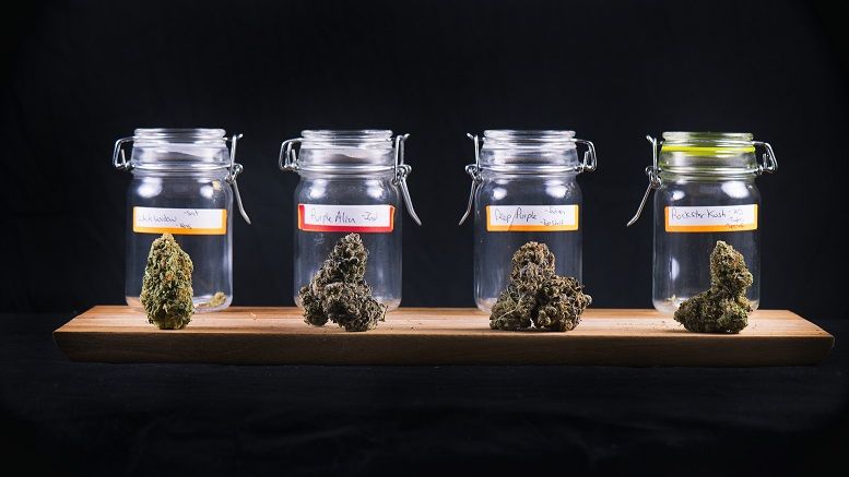 Bitcoin ‘Too Slow’ for Cannabis Industry Until Block Size Changes