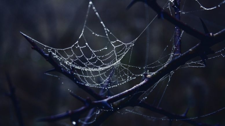 Minnesota Murder Plot Leads to Dark Web Investigation