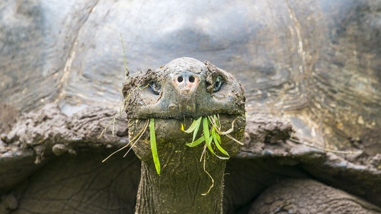 How Blockchain is Helping Solve Japan's 'Galapagos Syndrome'