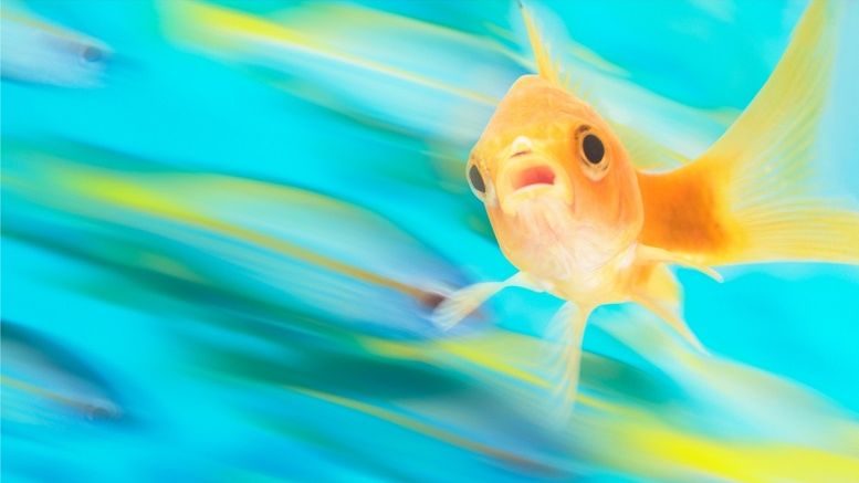 These 11 Cryptocurrencies Outperformed Bitcoin in January