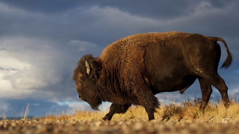 North Dakota Lawmakers Dither on ‘Online Currencies’ Regulation