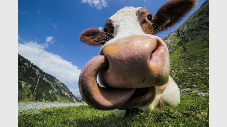 Beefing up profits: farmer achieves 20% bitcoin sales