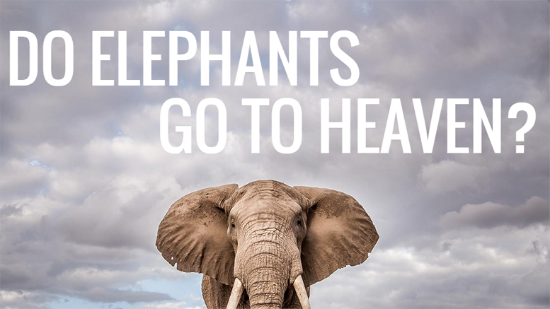 Bitcoin – Empowering Rural Economy’s and Protecting the Elephants in Africa