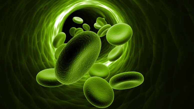 The Concept of Creating a Bitcoin Biowallet