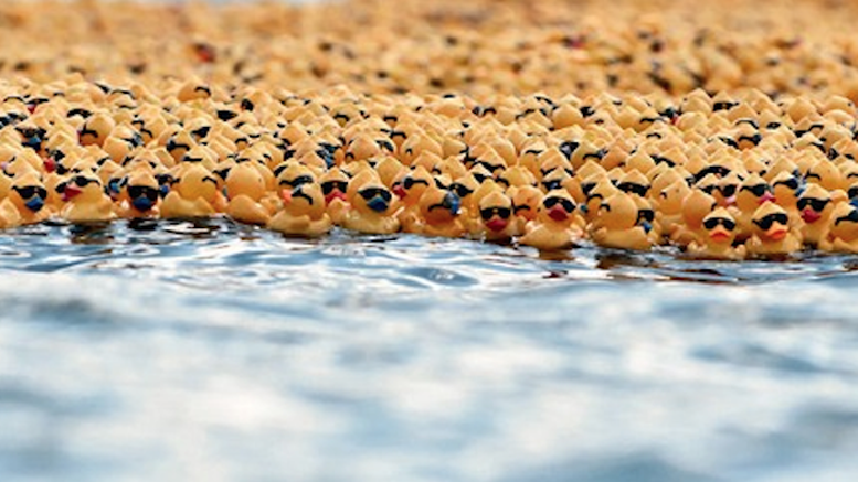 Bitcoin duck!