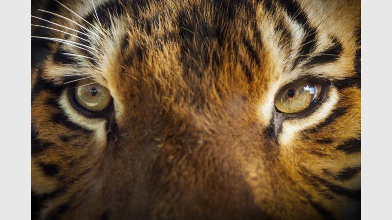 TigerDirect Opens Doors To Canadian Bitcoiners