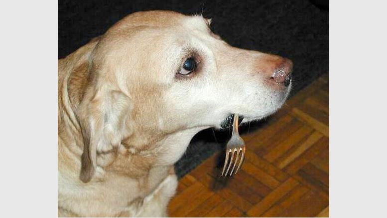 Dogecoin Has Forked: Update Your Client To 1.5+ ASAP