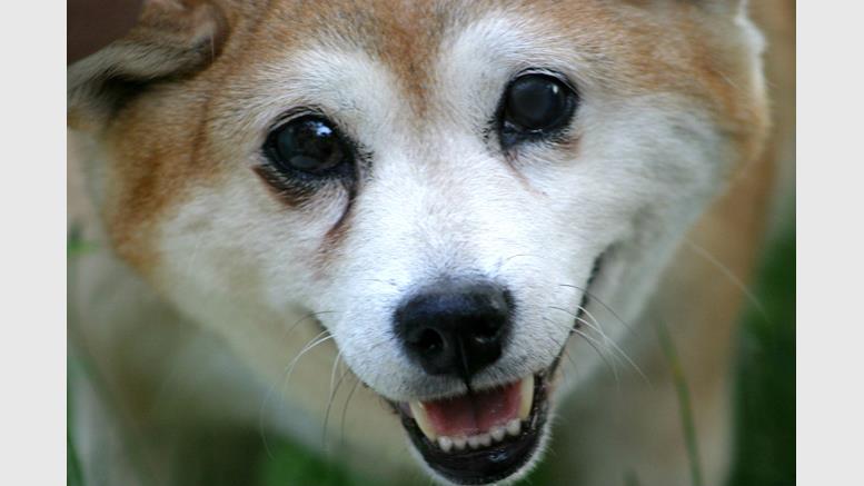 The Weekly Doge: A Turning Point