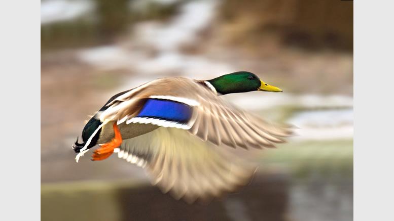 DuckNote Exclusive Interview - Physically prevents against ASIC mining