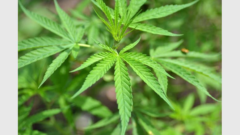 Colorado Marijuana Dispensary Uses Bitcoin to Evade Federal Laws