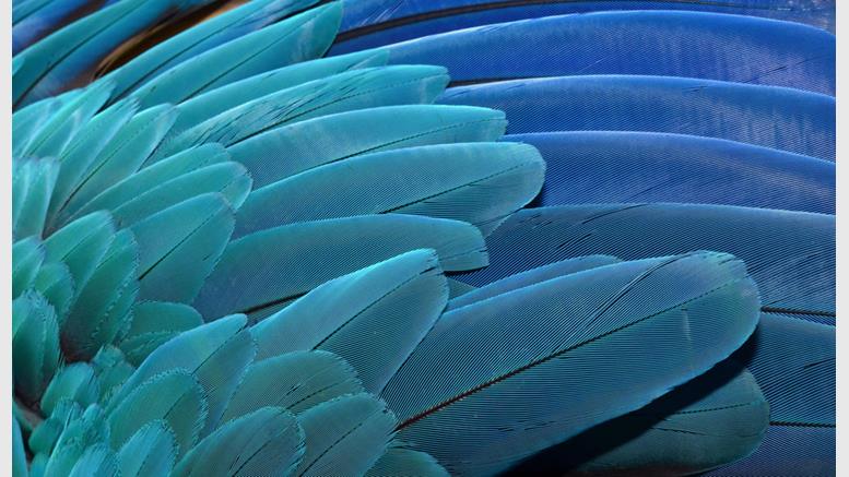 UK Bitcoin-Buying Service Bittylicious Adds Feathercoin