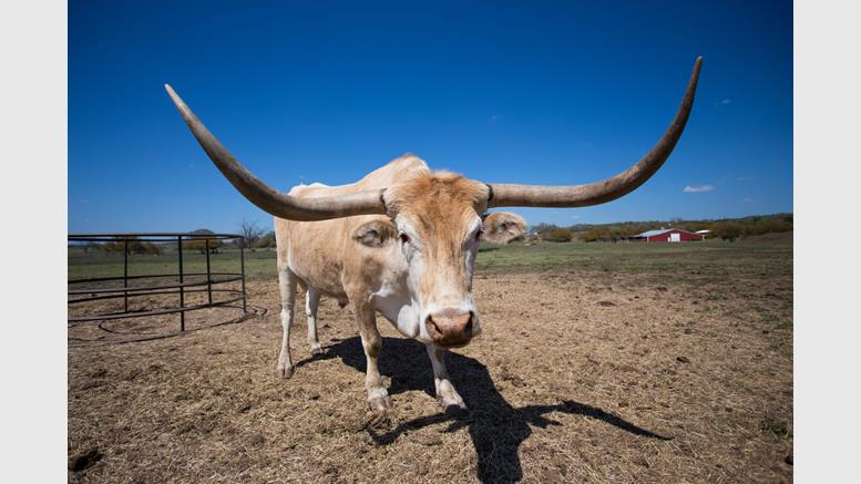 Texas Regulators Warn About Risks of 'Trendy' Digital Currencies