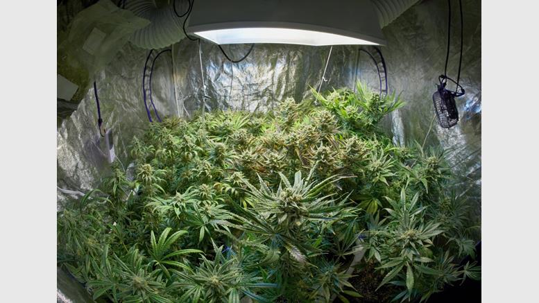 Marijuana in Colorado Faces Same Legal Obstacles as Bitcoin