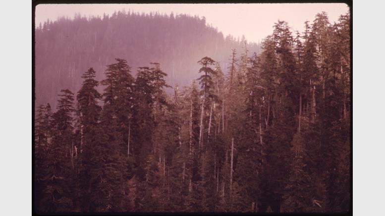 WoodShares On Its Crowdsale & Saving The World's Timberlands
