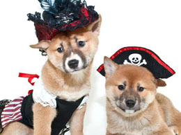 Dogecoin Merchants Invited to Join Bitcoin Black Friday