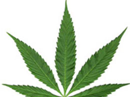 Colorado Pot Shops Do $1 Million in Cash or Bitcoin on First Day of Business