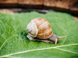 Bitcoin Price Decline Gradual