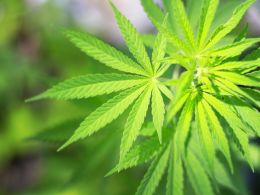 Potcoin Review - The coin to help facilitate legal cannabis transactions