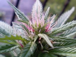 Federal Government Opens Door for Bitcoin at Marijuana Dispensaries