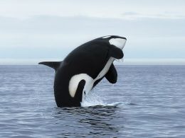 Researchers Plan 'Unstoppable' DAO to Help Whales Save Themselves