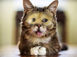 Dogecoin, Kittehcoin, and Currencies Backed by Memes