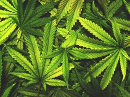 Traders Getting High on HempCoin