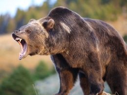 Bitcoin Price And The Bear(TM)