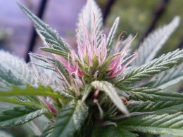 You can now use Bitcoin to generate tax revenue for Colorado by buying Marijuana