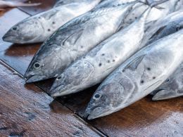 Blockchain Technology to Help Fight Slavery in the Fishing Industry