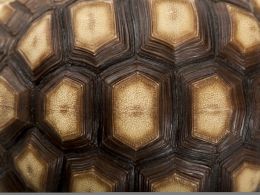 Absolute Immutability Will Slow Permissioned Blockchain Progress