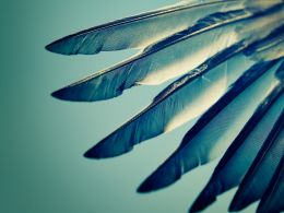 WINGS: The New DAO on the Block Says it Won’t Fail Like Slock.it