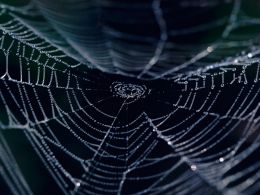 Bitcoin Has a New Top Dark Market