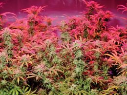 A Strange High: Two Days at Denver's Crypto-Cannabis Conference